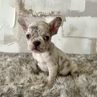 Female, Lilac Merle, a female French Bulldog for sale in Houston, TX – Photo 4 of 5