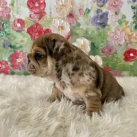 Male, Merle, a male English Bulldog for sale in Houston, TX – Photo 7 of 8