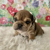 Male, Merle, a male English Bulldog for sale in Houston, TX – Photo 3 of 8