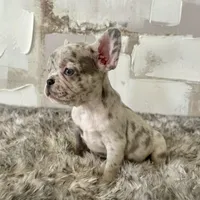 Female, Lilac Merle, a female French Bulldog for sale in Houston, TX – Photo 2 of 5