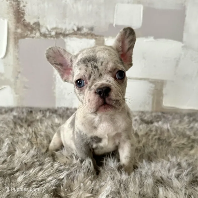 Male, Lilac Merle – French Bulldog puppy for sale in Houston, TX