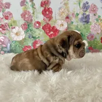 Male, Merle, a male English Bulldog for sale in Houston, TX – Photo 6 of 8