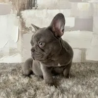 Male, Lilac and Tan, a male French Bulldog for sale in Houston, TX – Photo 4 of 6