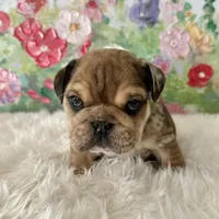 Male, Merle, a male English Bulldog for sale in Houston, TX – Photo 7 of 8