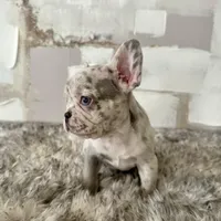 Male, Lilac Merle, a female French Bulldog for sale in Houston, TX – Photo 2 of 6