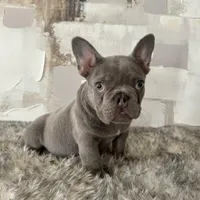 Male, Lilac and Tan, a male French Bulldog for sale in Houston, TX – Photo 6 of 6