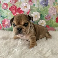 Male, Merle, a male English Bulldog for sale in Houston, TX – Photo 5 of 8