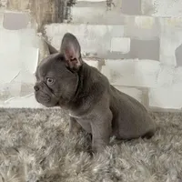 Male, Lilac and Tan, a male French Bulldog for sale in Houston, TX – Photo 2 of 6