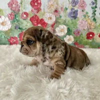 Male, Merle, a male English Bulldog for sale in Houston, TX – Photo 1 of 8