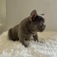 Male, Blue and Tan, a male French Bulldog for sale in Houston, TX – Photo 3 of 7