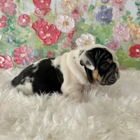 processed/72fa224e-998f-4417-9ef0-ef86a340a47c/listing/5d927d7a-e889-4b30-b590-c996aa2d742f/084de253-7851-4254-9222-88db65dd3513