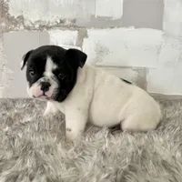 Male, Black and White, a male English Bulldog for sale in Houston, TX – Photo 4 of 10