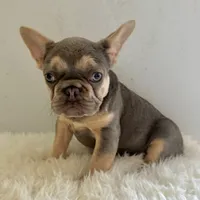 Female, Lilac and Tan, a female French Bulldog for sale in Houston, TX – Photo 3 of 5
