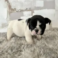 Male, Black and White, a male English Bulldog for sale in Houston, TX – Photo 4 of 10