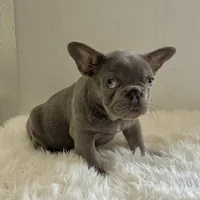 Male, Blue and Tan, a male French Bulldog for sale in Houston, TX – Photo 6 of 6