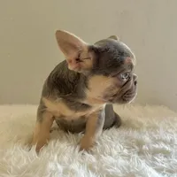 Female, Lilac and Tan, a female French Bulldog for sale in Houston, TX – Photo 2 of 5