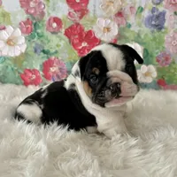 processed/72fa224e-998f-4417-9ef0-ef86a340a47c/listing/5d927d7a-e889-4b30-b590-c996aa2d742f/4509174f-c5f0-4f55-85d4-a318e3cef7fd