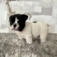 Male, Black and White, a male English Bulldog for sale in Houston, TX – Photo 9 of 10