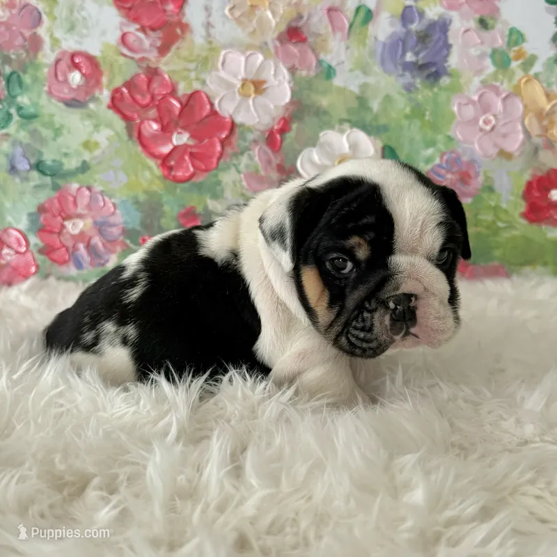 Female, Black Tri Merle