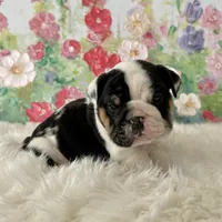 processed/72fa224e-998f-4417-9ef0-ef86a340a47c/listing/5d927d7a-e889-4b30-b590-c996aa2d742f/687aac5b-6058-4e27-8550-7e3b416cc098