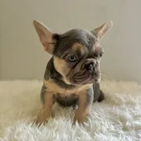 Female, Lilac and Tan, a female French Bulldog for sale in Houston, TX – Photo 4 of 5