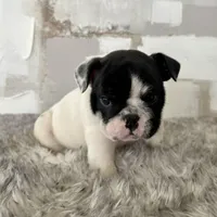 Male, Black and White, a male English Bulldog for sale in Houston, TX – Photo 5 of 10