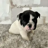 Male, Black and White, a male English Bulldog for sale in Houston, TX – Photo 8 of 10