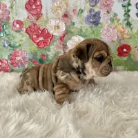 Male, Merle, a male English Bulldog for sale in Houston, TX – Photo 4 of 8