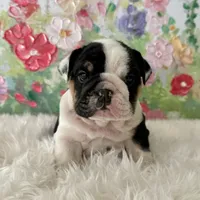 processed/72fa224e-998f-4417-9ef0-ef86a340a47c/listing/5d927d7a-e889-4b30-b590-c996aa2d742f/a36454a0-d18b-4cca-97f5-ac3d342fe25d