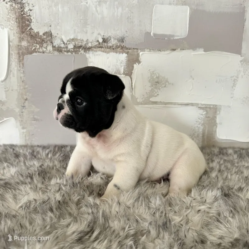 Male, Black and White