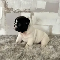 Male, Black and White, a male English Bulldog for sale in Houston, TX – Photo 3 of 10