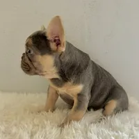 Female, Lilac and Tan, a female French Bulldog for sale in Houston, TX – Photo 5 of 5