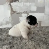 Male, Black and White, a male English Bulldog for sale in Houston, TX – Photo 10 of 10