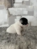 Male, Black and White, a male English Bulldog for sale in Houston, TX – Photo 10 of 10