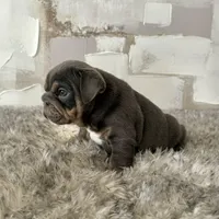 Female, Blue and Tan, a female English Bulldog for sale in Houston, TX – Photo 7 of 8