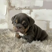 Female, Blue and Tan, a female English Bulldog for sale in Houston, TX – Photo 1 of 9