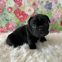 Female, Black Full Suit, a female English Bulldog for sale in Houston, TX – Photo 6 of 8