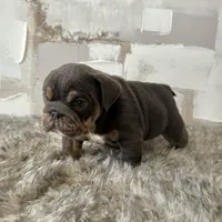 Female, Blue and Tan, a female English Bulldog for sale in Houston, TX – Photo 9 of 9