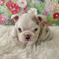 Petra, a female English Bulldog for sale in Houston, TX – Photo 3 of 8