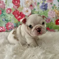 Petra, a female English Bulldog for sale in Houston, TX – Photo 6 of 8