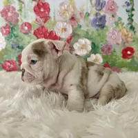 Petra, a female English Bulldog for sale in Houston, TX – Photo 8 of 8