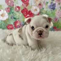 Petra, a female English Bulldog for sale in Houston, TX – Photo 1 of 8