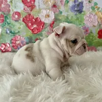 Petra, a female English Bulldog for sale in Houston, TX – Photo 7 of 8