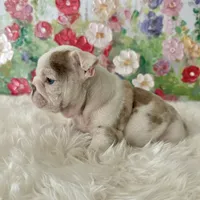 Petra, a female English Bulldog for sale in Houston, TX – Photo 2 of 8