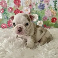 Petra, a female English Bulldog for sale in Houston, TX – Photo 4 of 8