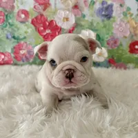 Petra, a female English Bulldog for sale in Houston, TX – Photo 5 of 8