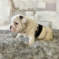 Male, Black Merle, a male English Bulldog for sale in Houston, TX – Photo 7 of 8