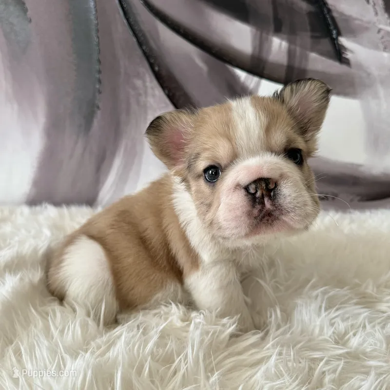 Male, Fluffy Big Rope