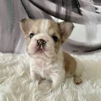 Male, Fluffy Big Rope, a male French Bulldog for sale in Houston, TX – Photo 7 of 8