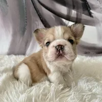 Male, Fluffy Big Rope, a male French Bulldog for sale in Houston, TX – Photo 5 of 8